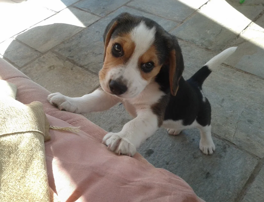 Luna, le Beagle qui a inspiré Pawly